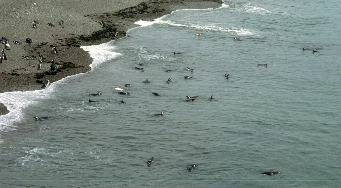 Penguins diving for fish